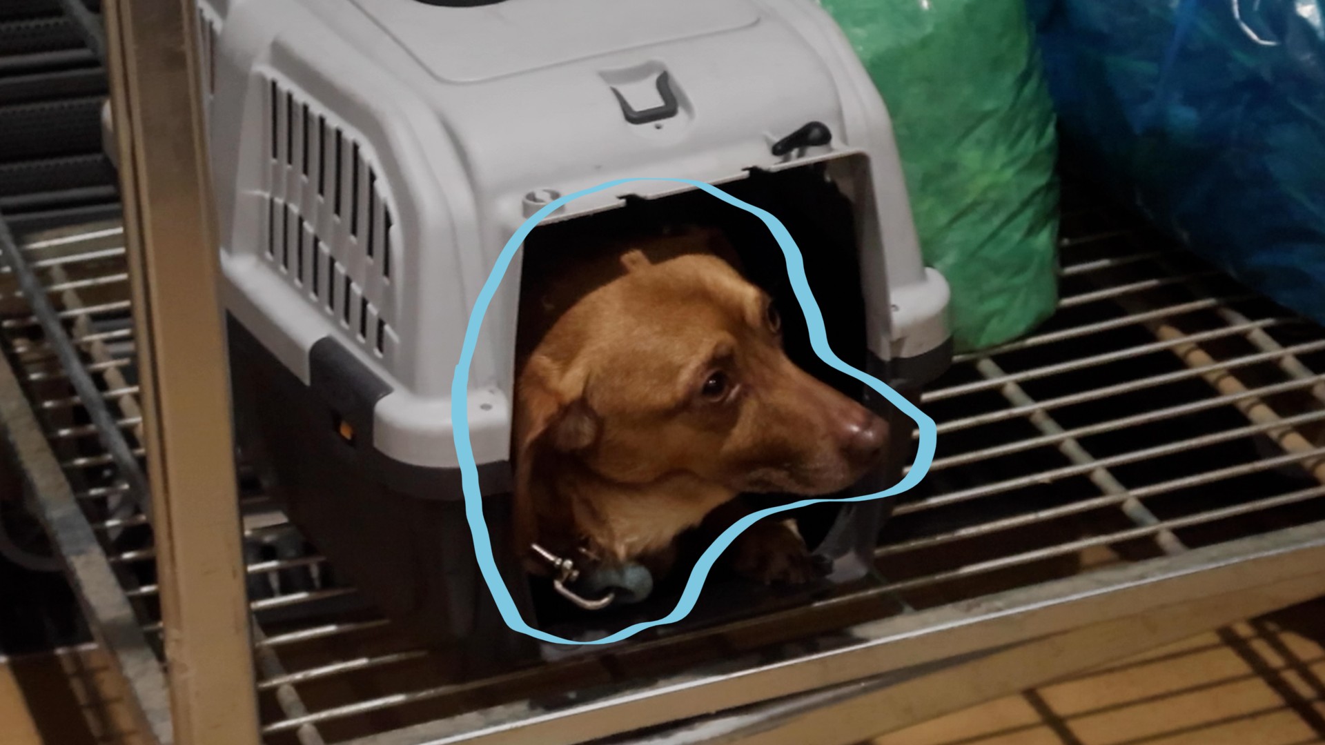 pipoca